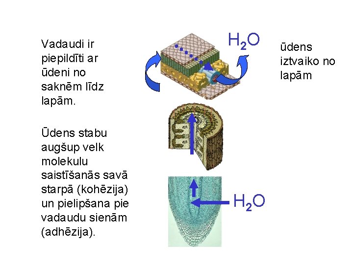 Vadaudi ir piepildīti ar ūdeni no saknēm līdz lapām. Ūdens stabu augšup velk molekulu