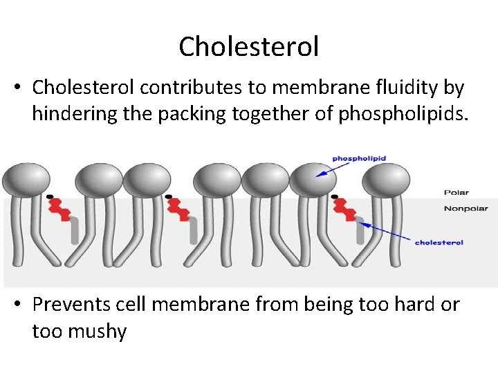 Cholesterol • Cholesterol contributes to membrane fluidity by hindering the packing together of phospholipids.