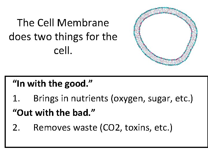 The Cell Membrane does two things for the cell. “In with the good. ”
