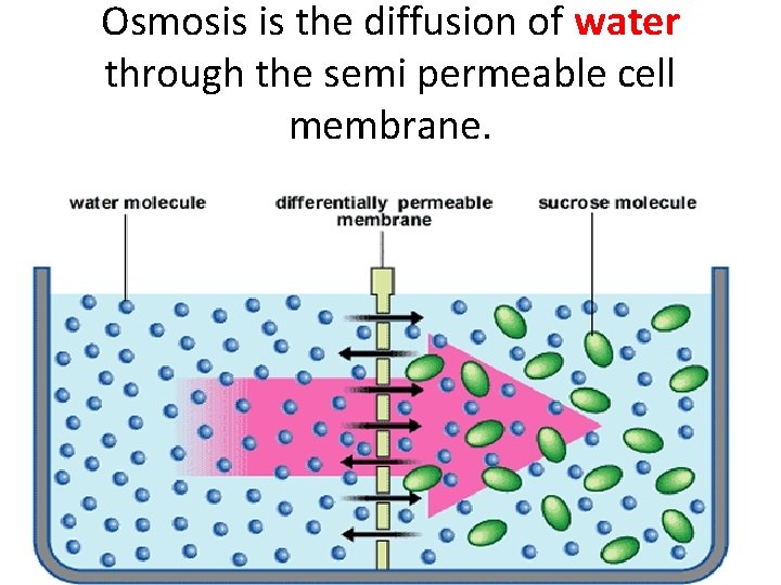 Osmosis is the diffusion of water through the semi permeable cell membrane. 