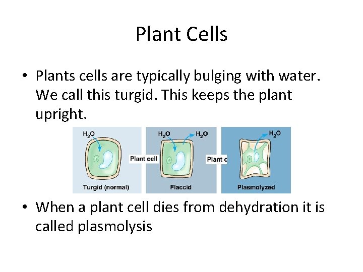 Plant Cells • Plants cells are typically bulging with water. We call this turgid.