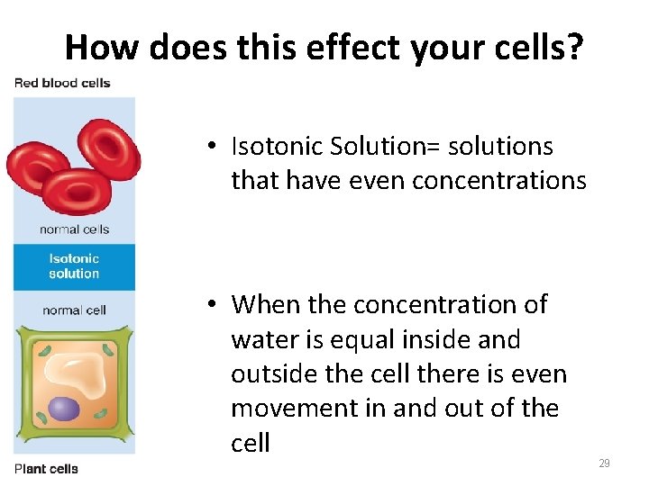 How does this effect your cells? • Isotonic Solution= solutions that have even concentrations