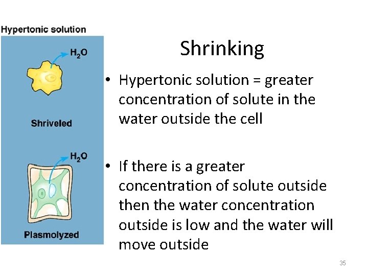 Shrinking • Hypertonic solution = greater concentration of solute in the water outside the