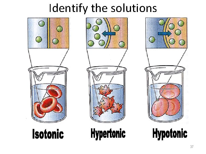 Identify the solutions 37 