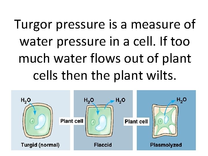 Turgor pressure is a measure of water pressure in a cell. If too much
