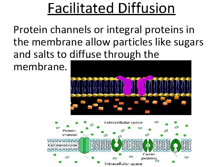Facilitated Diffusion Protein channels or integral proteins in the membrane allow particles like sugars