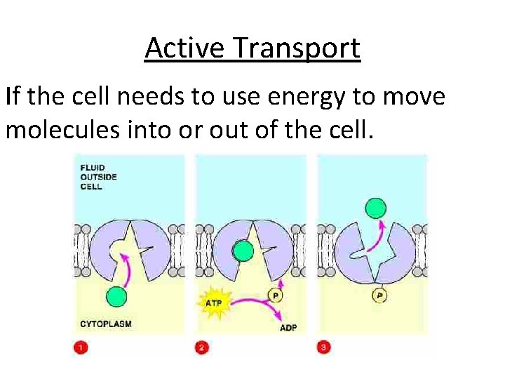 Active Transport If the cell needs to use energy to move molecules into or