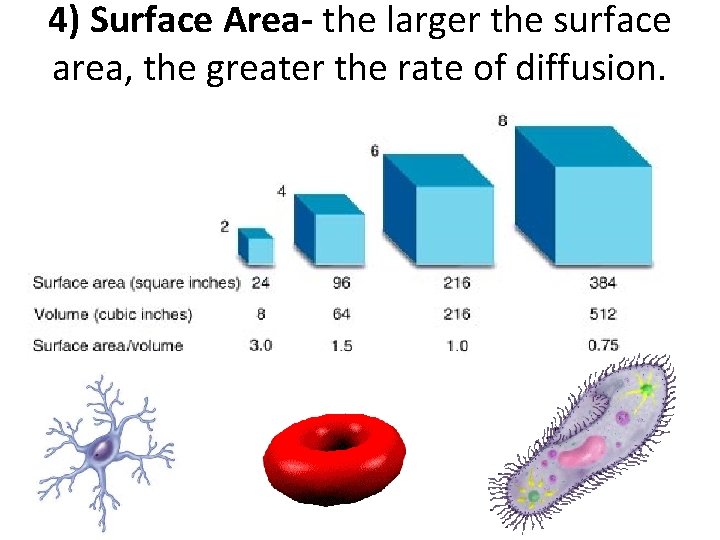 4) Surface Area- the larger the surface area, the greater the rate of diffusion.