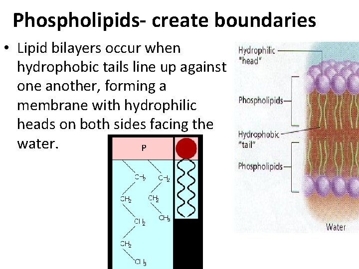 Phospholipids- create boundaries • Lipid bilayers occur when hydrophobic tails line up against one