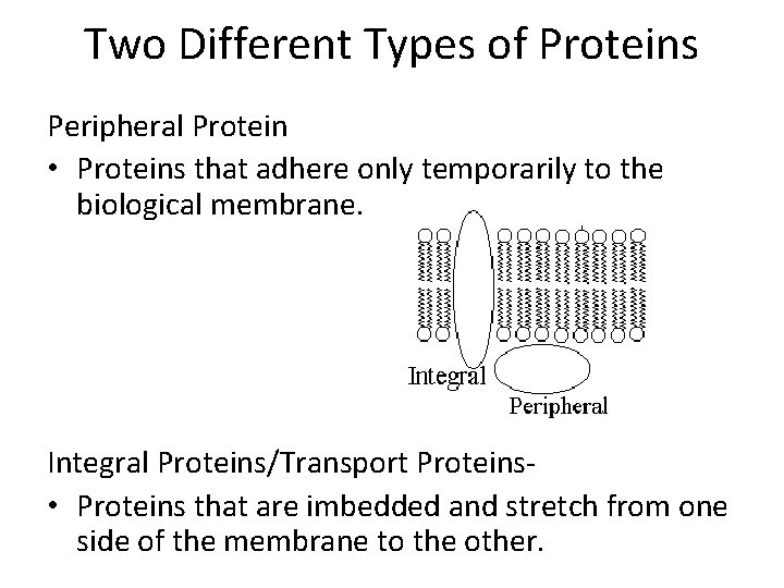 Two Different Types of Proteins Peripheral Protein • Proteins that adhere only temporarily to