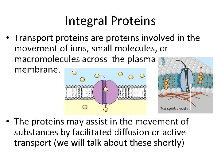 Integral Proteins • Transport proteins are proteins involved in the movement of ions, small