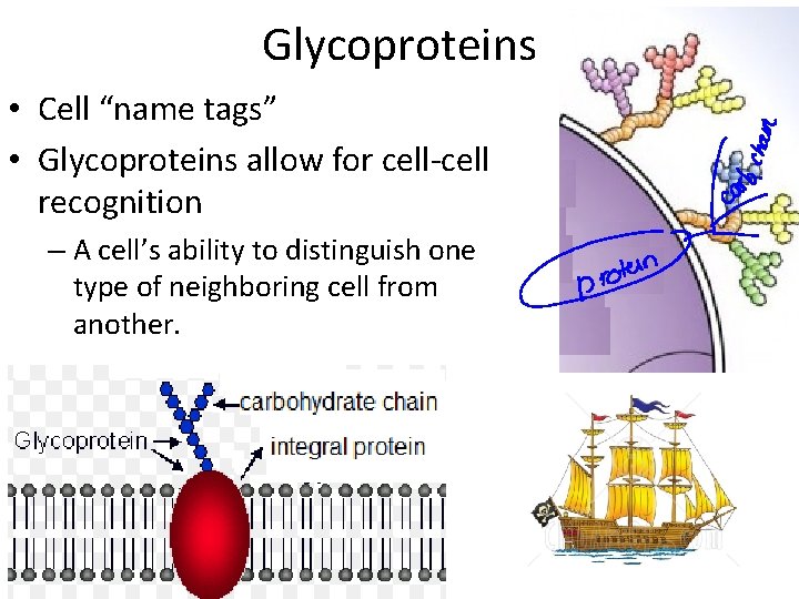 Glycoproteins • Cell “name tags” • Glycoproteins allow for cell-cell recognition – A cell’s