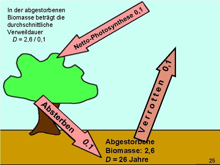 Ve rro tte n 0, 1 In der abgestorbenen Biomasse beträgt die durchschnittliche Verweildauer