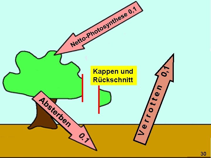 0, 1 Ve rro tte n Kappen und Rückschnitt 30 30 