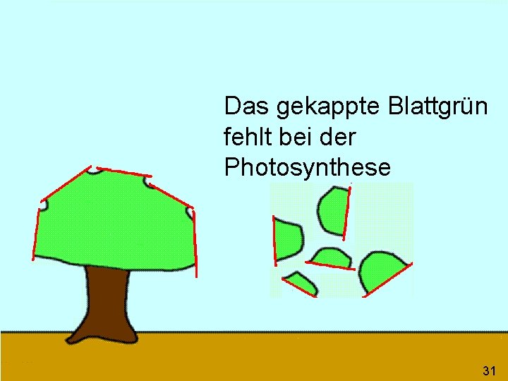 Das gekappte Blattgrün fehlt bei der Photosynthese 31 