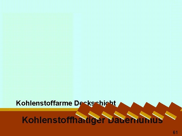 Kohlenstoffarme Deckschicht Kohlenstoffhaltiger Dauerhumus 61 