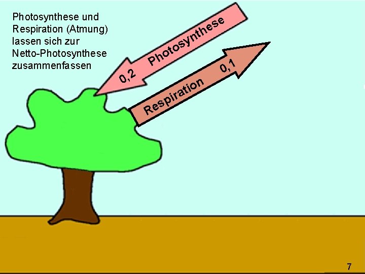 Photosynthese und Respiration (Atmung) lassen sich zur Netto-Photosynthese zusammenfassen e s e h t