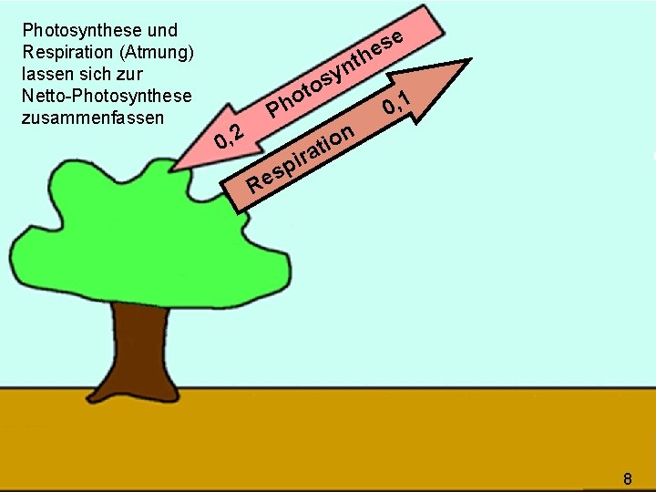 Photosynthese und Respiration (Atmung) lassen sich zur Netto-Photosynthese zusammenfassen e s e h t