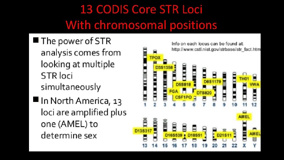 13 CODIS Core STR Loci With chromosomal positions  13 CODIS Core STR Loci With chromosomal positions