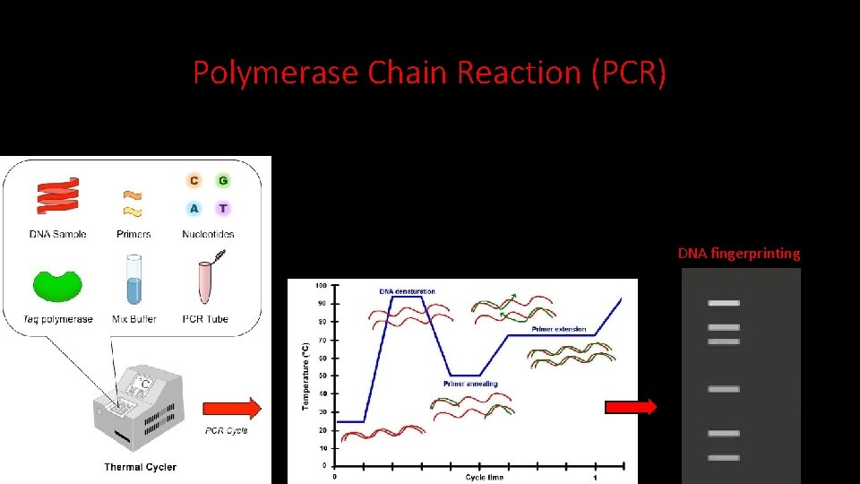Polymerase Chain Reaction (PCR) DNA fingerprinting  Polymerase Chain Reaction (PCR) DNA fingerprinting