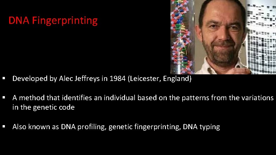 DNA Fingerprinting § Developed by Alec Jeffreys in 1984 (Leicester, England) § A method DNA Fingerprinting § Developed by Alec Jeffreys in 1984 (Leicester, England) § A method