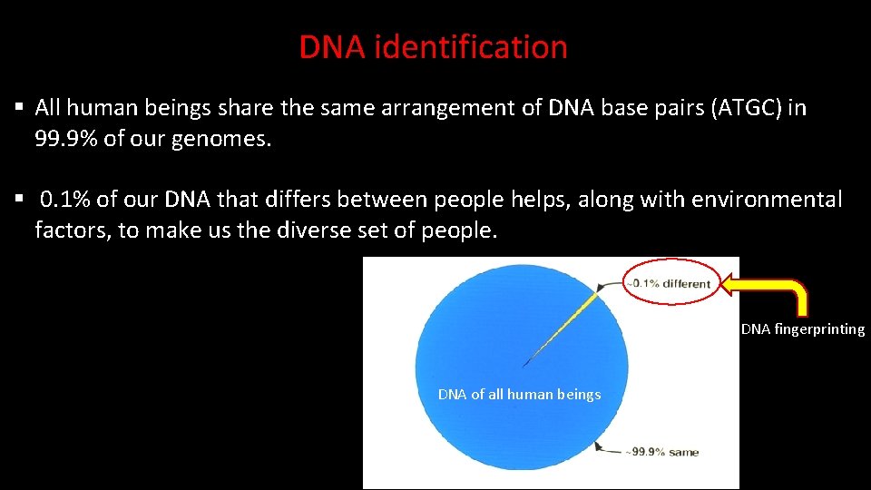 DNA identification § All human beings share the same arrangement of DNA base pairs DNA identification § All human beings share the same arrangement of DNA base pairs
