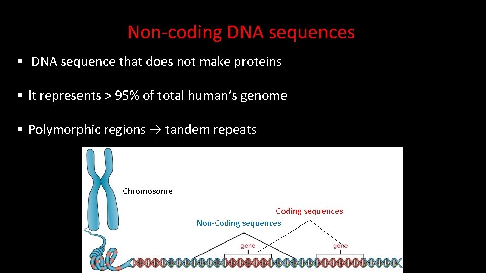 Non-coding DNA sequences § DNA sequence that does not make proteins § It represents Non-coding DNA sequences § DNA sequence that does not make proteins § It represents