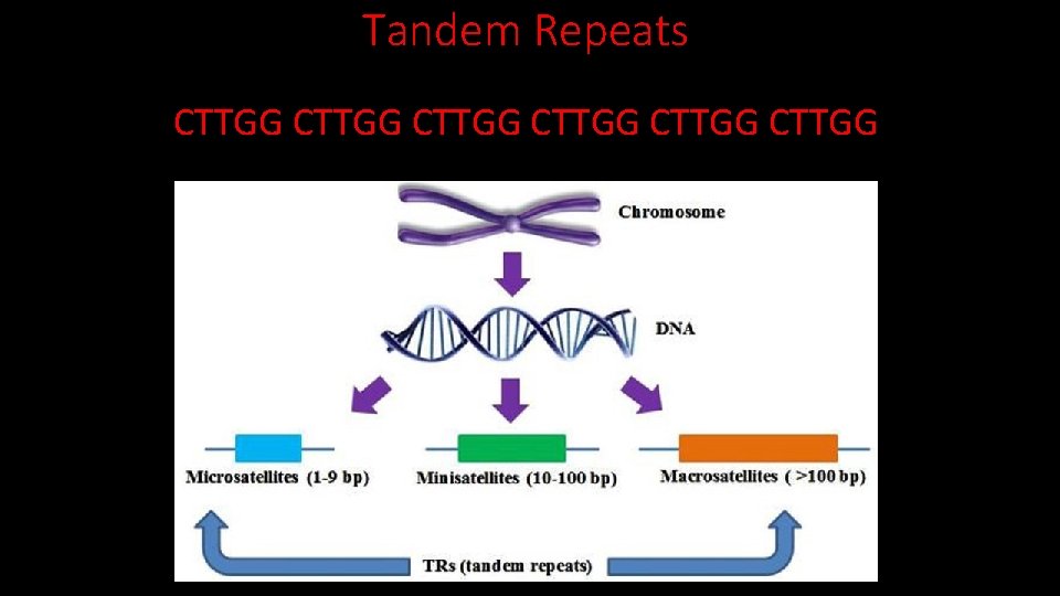Tandem Repeats CTTGG CTTGG  Tandem Repeats CTTGG CTTGG