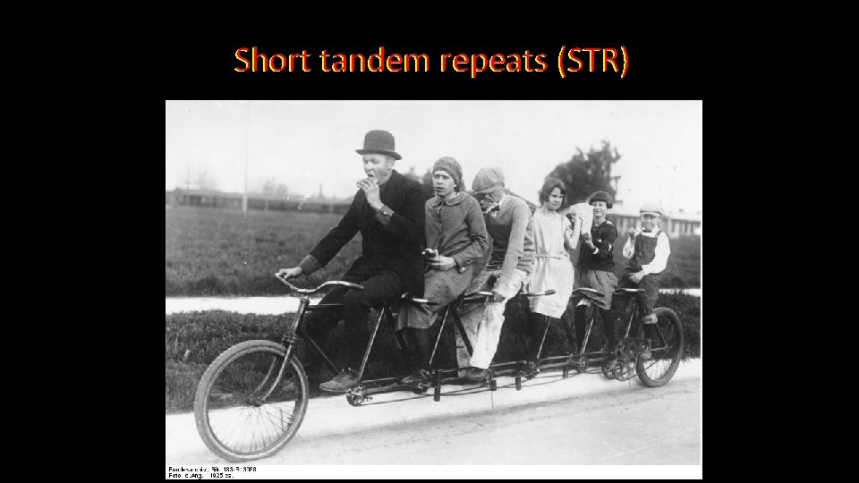 Short tandem repeats (STR)  Short tandem repeats (STR)