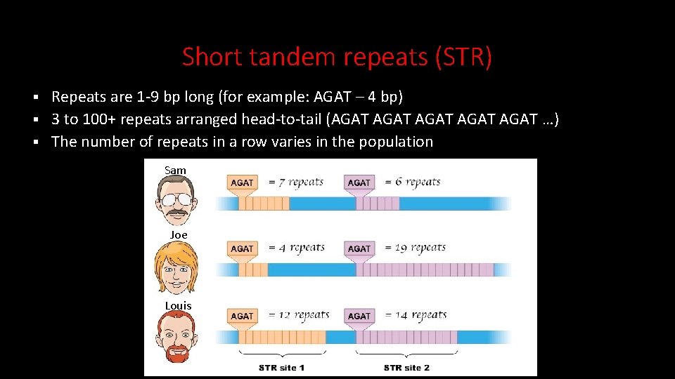 Short tandem repeats (STR) Repeats are 1 -9 bp long (for example: AGAT – Short tandem repeats (STR) Repeats are 1 -9 bp long (for example: AGAT –