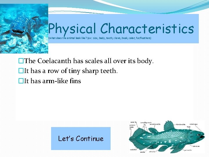 Physical Characteristics (What does the animal look like? (ex: size, body, teeth, claws, beak,