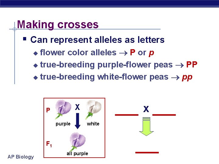 Making crosses § Can represent alleles as letters flower color alleles P or p