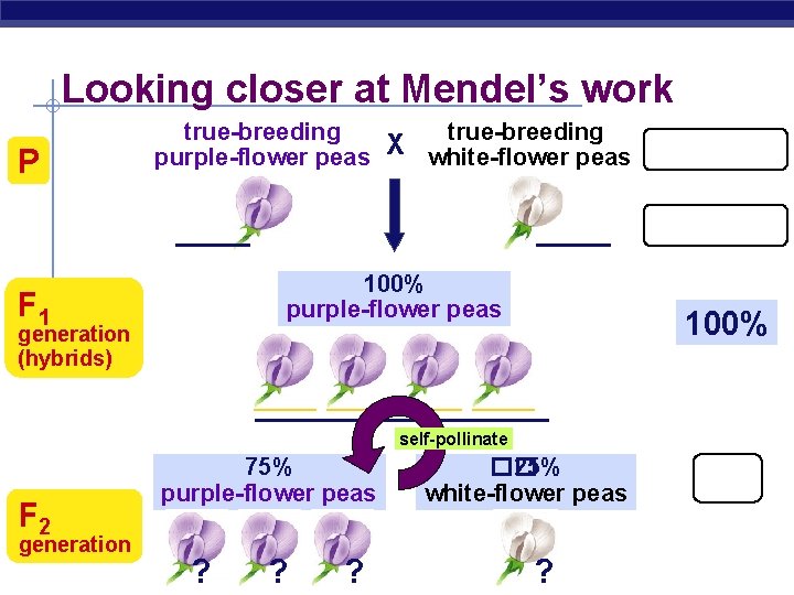 Looking closer at Mendel’s work P true-breeding purple-flower peas X white-flower peas phenotype ____
