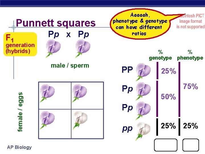 Punnett squares Pp x Pp F 1 Aaaaah, phenotype & genotype can have different