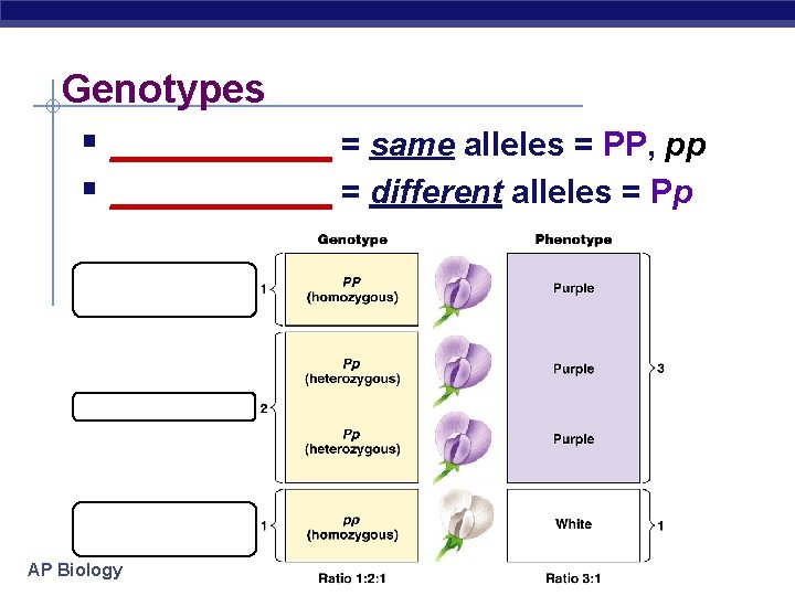 Genotypes § ______ = same alleles = PP, pp § ______ = different alleles