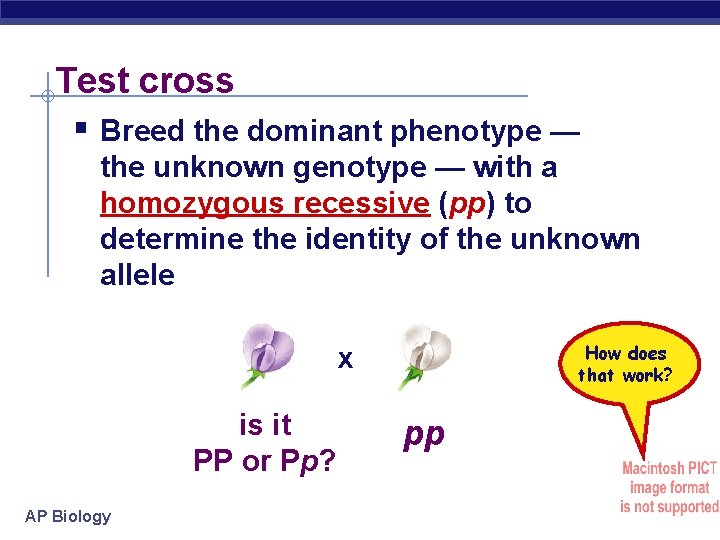 Test cross § Breed the dominant phenotype — the unknown genotype — with a