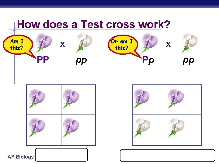 How does a Test cross work? Am I this? PP AP Biology Or am