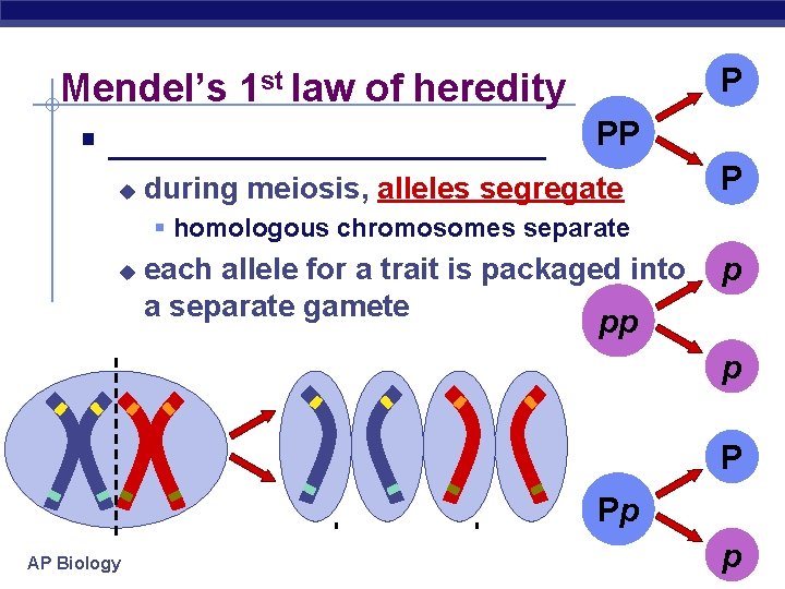 Mendel’s 1 st law of heredity § ____________ PP u during meiosis, alleles segregate
