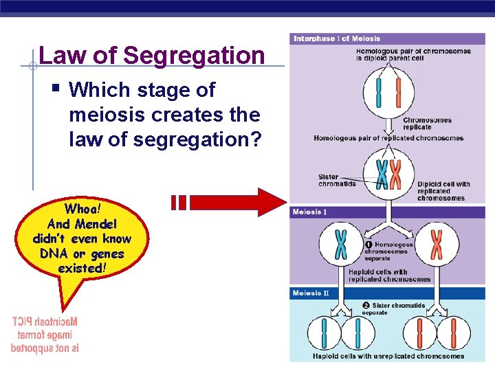 Law of Segregation § Which stage of meiosis creates the law of segregation? Whoa!