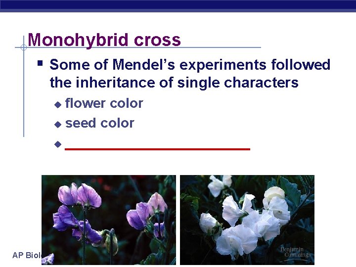 Monohybrid cross § Some of Mendel’s experiments followed the inheritance of single characters flower