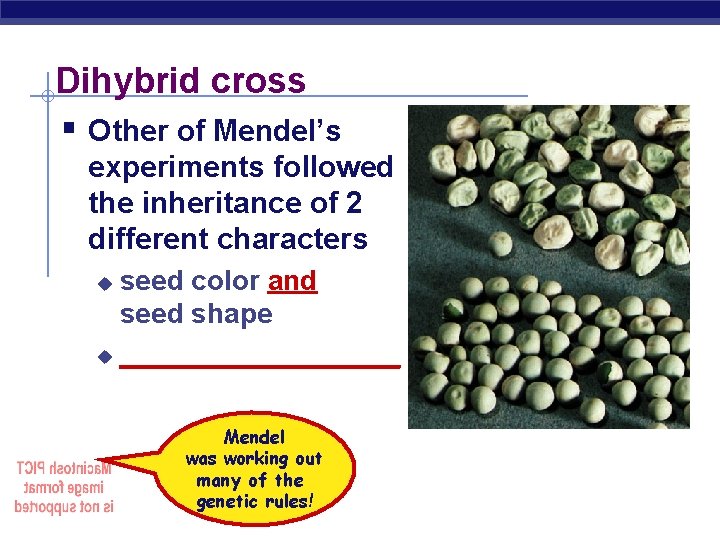 Dihybrid cross § Other of Mendel’s experiments followed the inheritance of 2 different characters