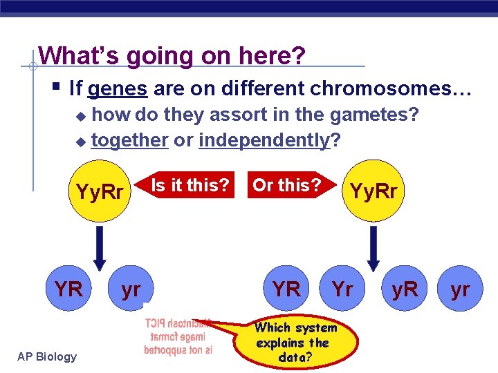 What’s going on here? § If genes are on different chromosomes… how do they