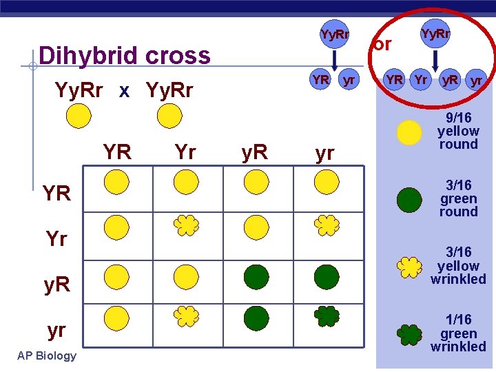 Yy. Rr Dihybrid cross YR Yy. Rr x Yy. Rr YR YR Yr y.