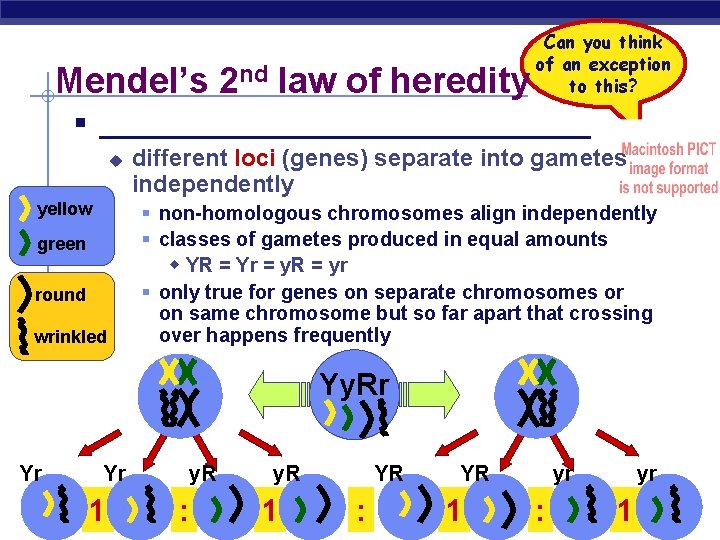 Mendel’s 2 nd law of heredity Can you think of an exception to this?