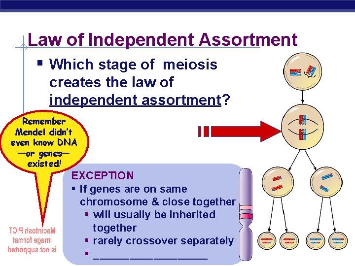 Law of Independent Assortment § Which stage of meiosis creates the law of independent