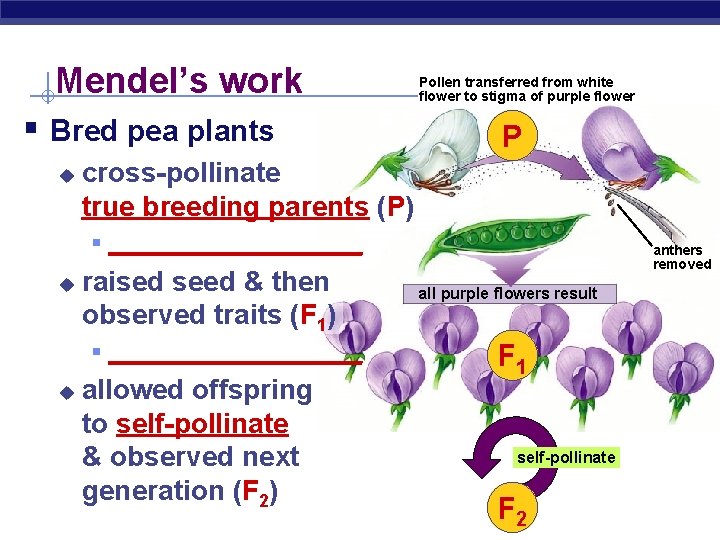 Mendel’s work § Bred pea plants u Pollen transferred from white flower to stigma