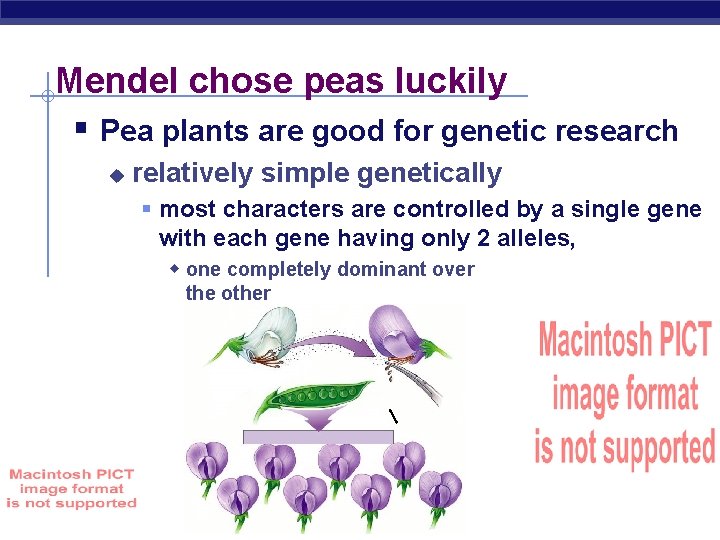 Mendel chose peas luckily § Pea plants are good for genetic research u relatively