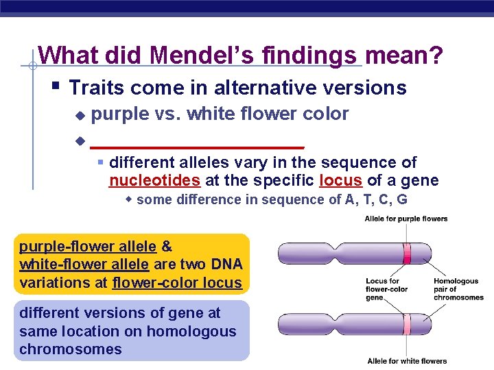 What did Mendel’s findings mean? § Traits come in alternative versions purple vs. white
