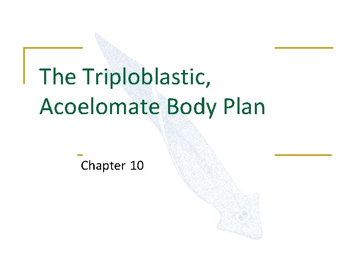 The Triploblastic, Acoelomate Body Plan Chapter 10 