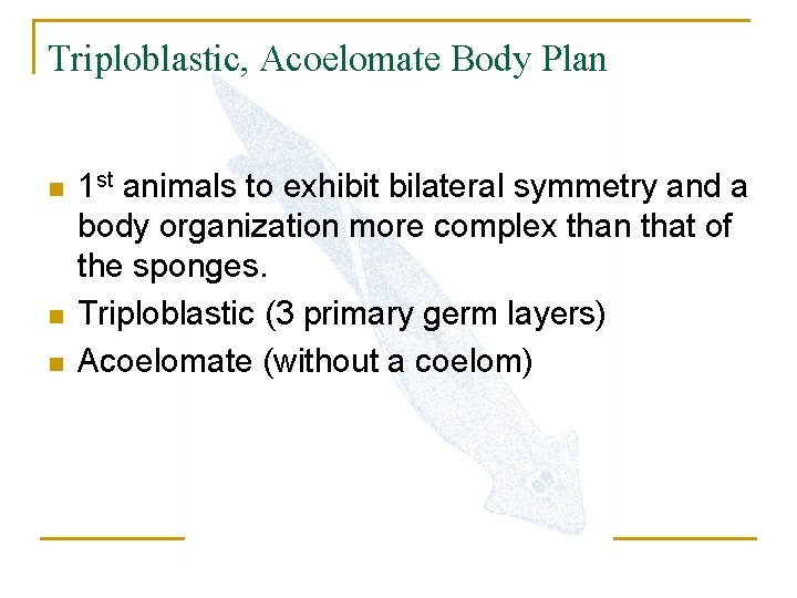 Triploblastic, Acoelomate Body Plan n 1 st animals to exhibit bilateral symmetry and a